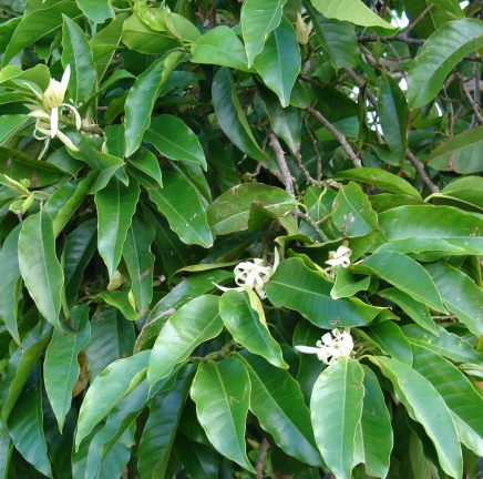 Michelia Alba Leaf Essential Oil 3